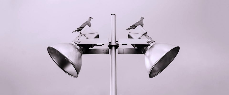 duiven op een lamp